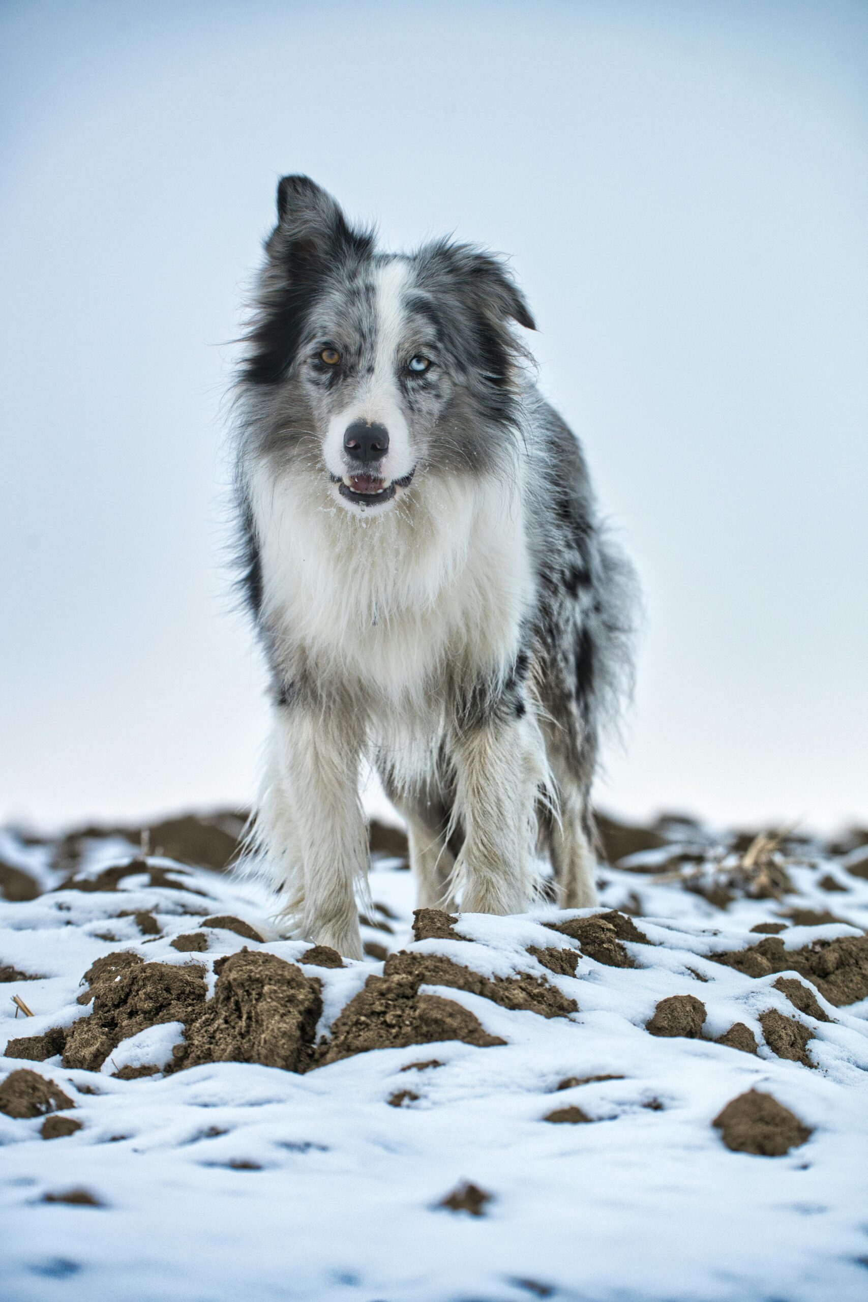 Beautiful Border Collie standing on a snow-covered field in winter.