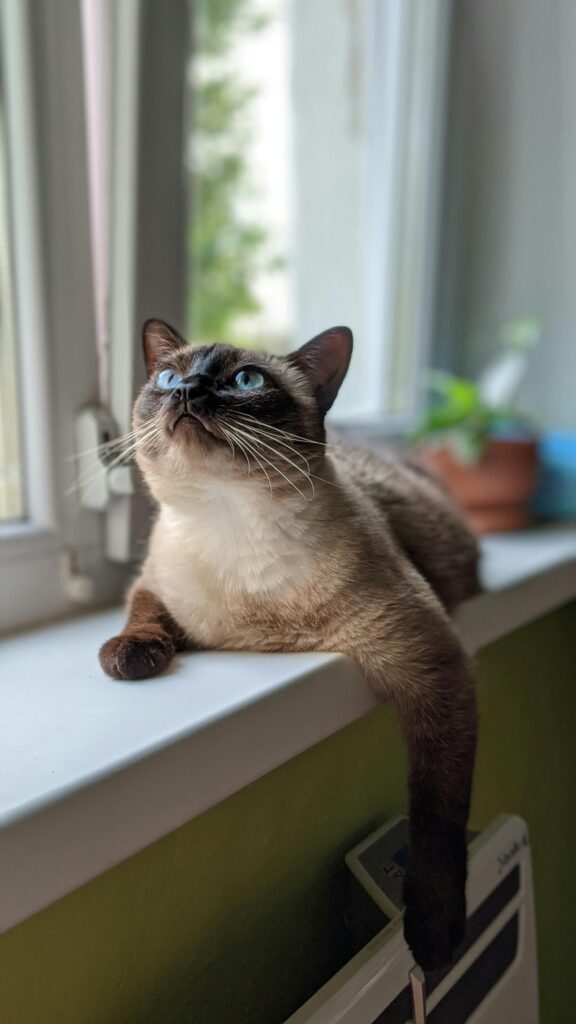Adorable Siamese cat lounging by a window, basking in indoor light.