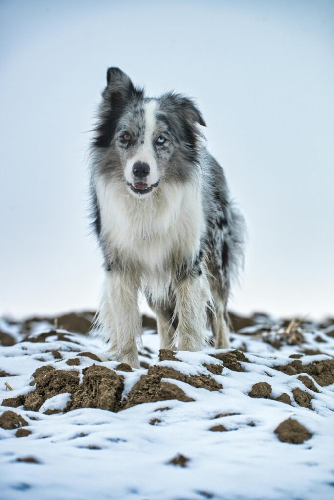 Beautiful Border Collie standing on a snow-covered field in winter.